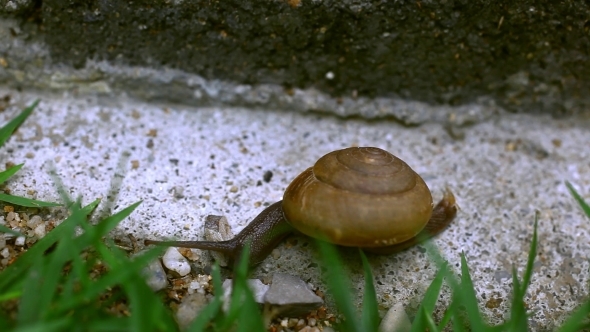 Crawler Snail On The Grass