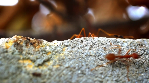 Red Ants Carry Your Own Food Larva
