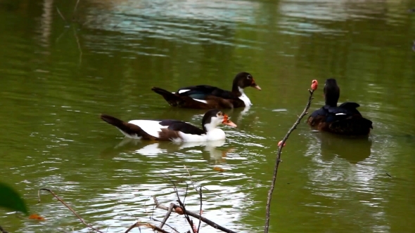 White And Black Ducks Swimming In Pond