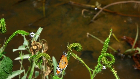 Butterfly Sits On a Branch Near  Pond And Flies