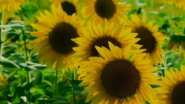 Few Sunflowers