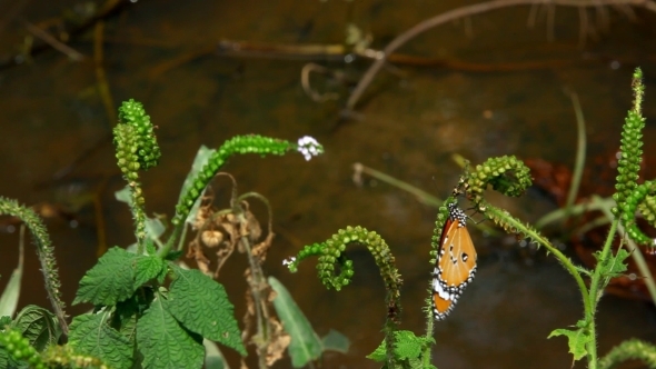 Butterfly Sits On a Branch Near Pond. 