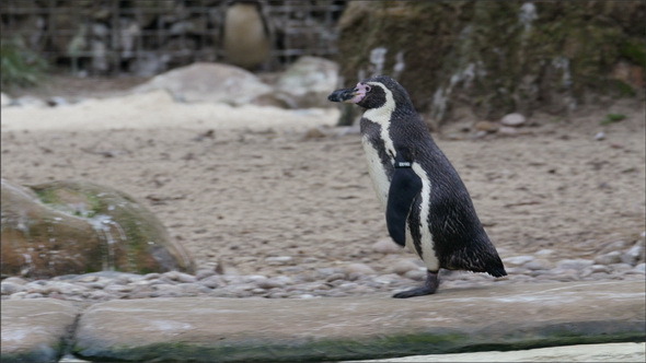 A Small Black Penguin Walking