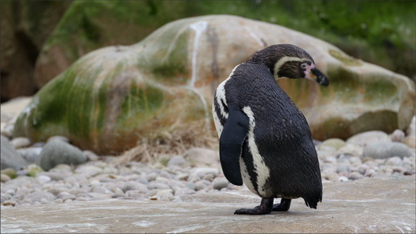 Black and White Penguin Turning its Head Around