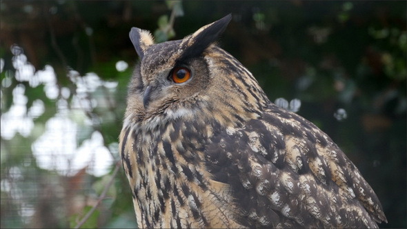 A Bubo Bubo or Eurasian Eagle-Owl