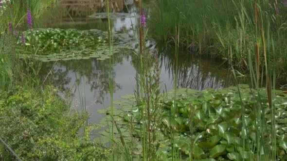 Swampy Pond with Water Lilies, Leaves alt