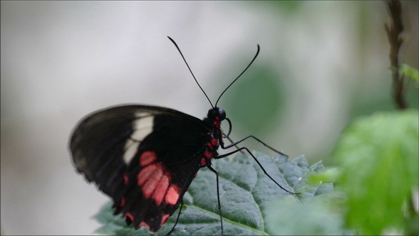 A Black Butterfly with Red Spots and Long Horn