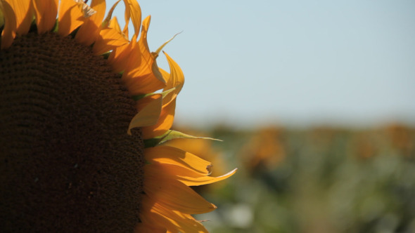 Big Sunflower