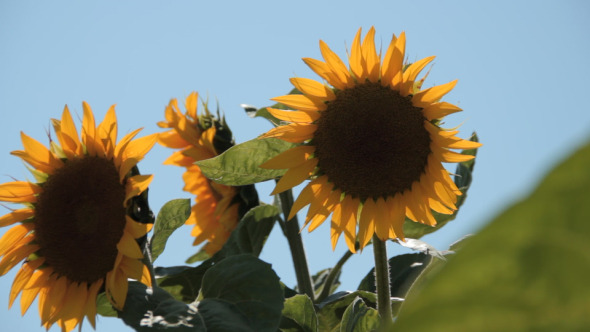 Three Flowering Sunflowers In The Wind