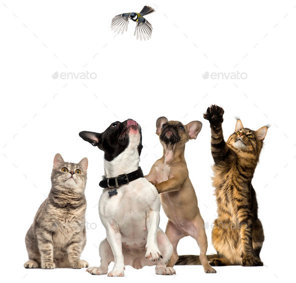 Cats and Dogs trying to catch a bird flying - Stock Photo - Images