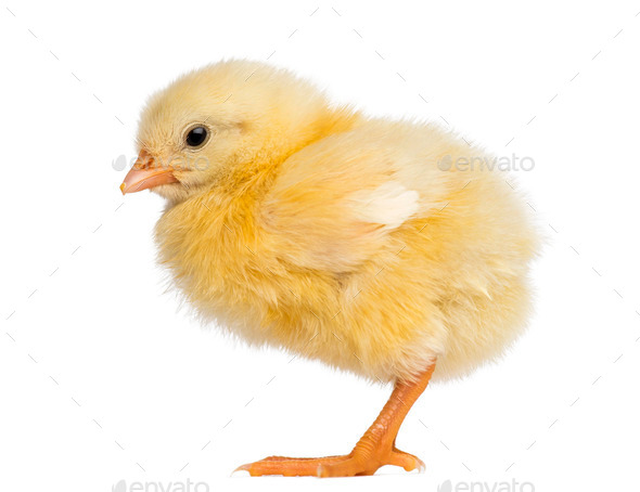 Chick 2 days old, isolated on white Stock Photo by Lifeonwhite | PhotoDune