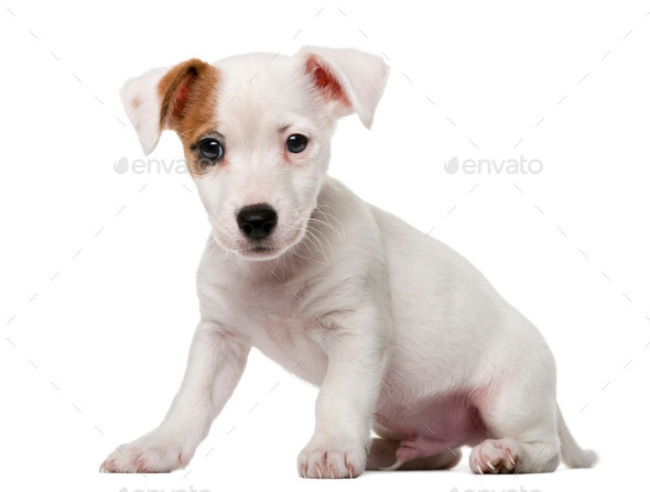 Jack Russell Terrier Puppy 2 Months Old In Front Of A White