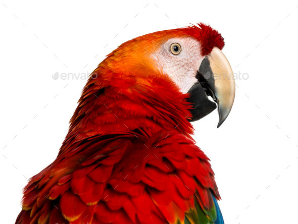 white scarlet macaw