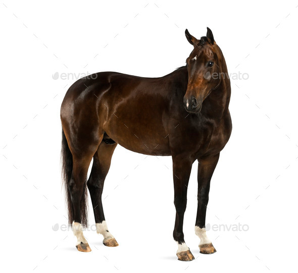 KWPN - Dutch Warmblood, 3 years old - Equus ferus caballus - Stock Photo - Images
