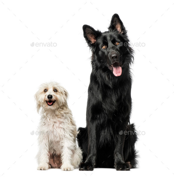 Mixed breed - Stock Photo - Images