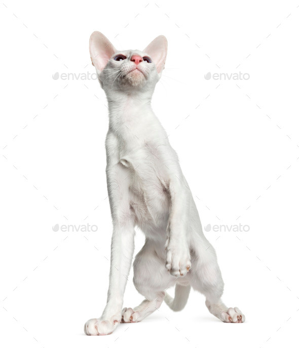 Oriental Shorthair Isolated On White 6 Months Old Stock Photo