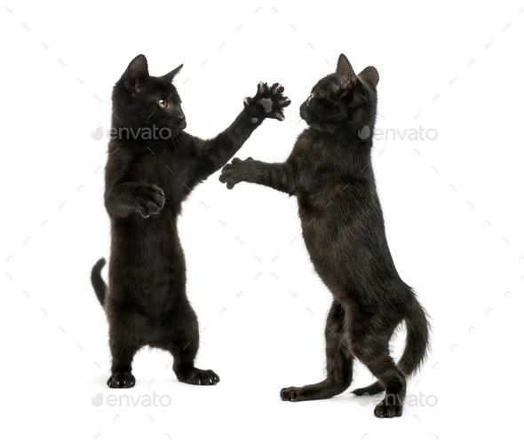 KITTENS FIGHTING 8X10 GLOSSY PHOTO PICTURE IMAGE #7 