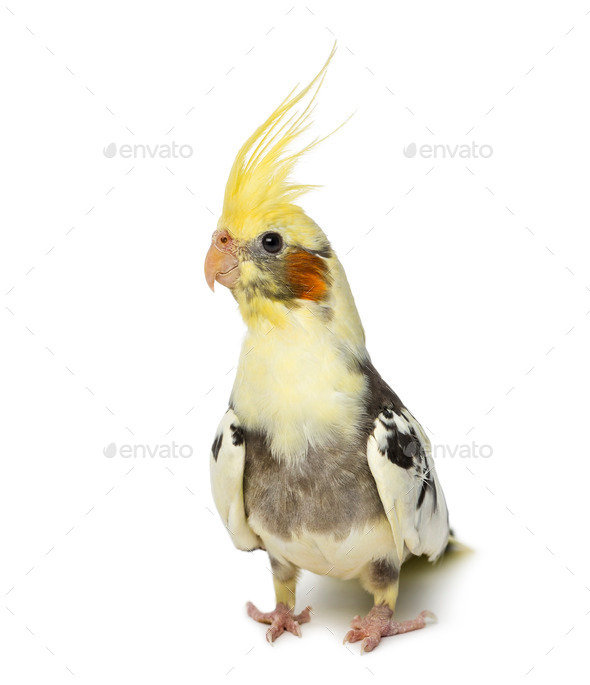 cockatiel, Nymphicus hollandicus, in front of a white background Stock ...