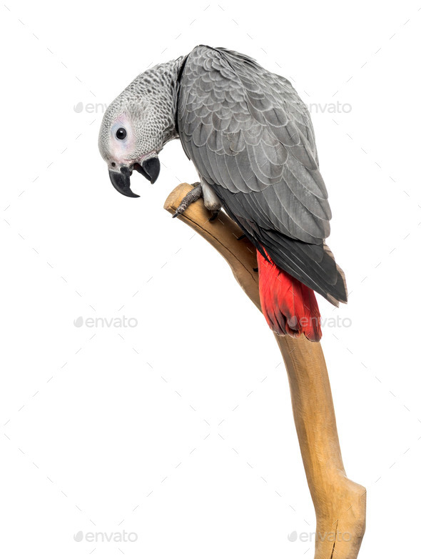 African Grey Parrot (3 months old) perched on a branch, isolated on white - Stock Photo - Images