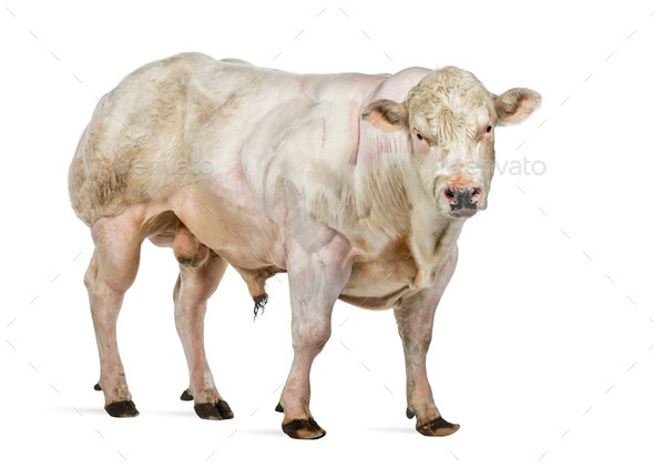 Belgian blue bull (8 months old) isolated on white - Stock Photo - Images