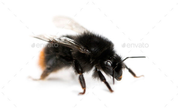 Red-tailed bumblebee, Bombus lapidarius in front of a white background - Stock Photo - Images