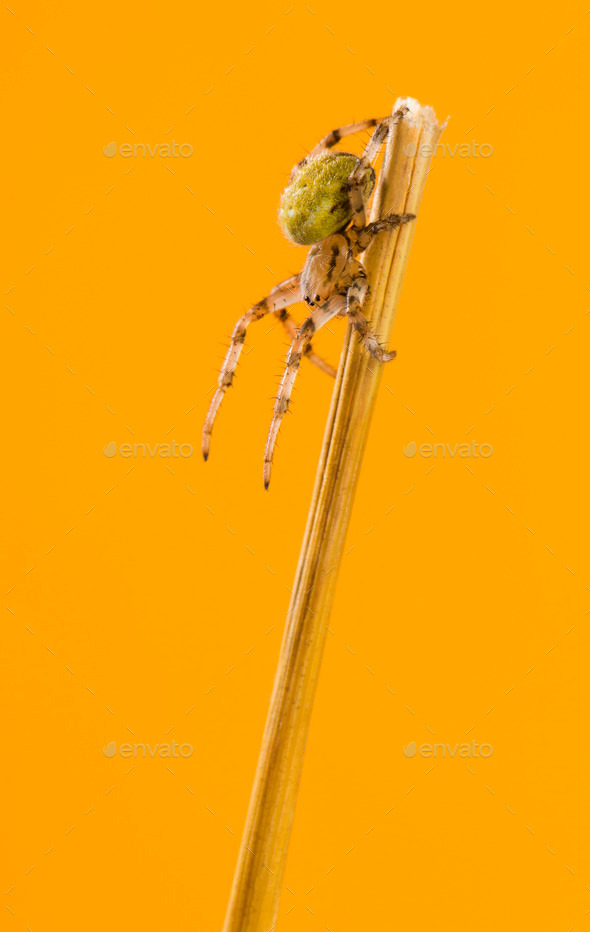 European garden spider, Araneus diadematus, on a blade of grass in front of an orange background