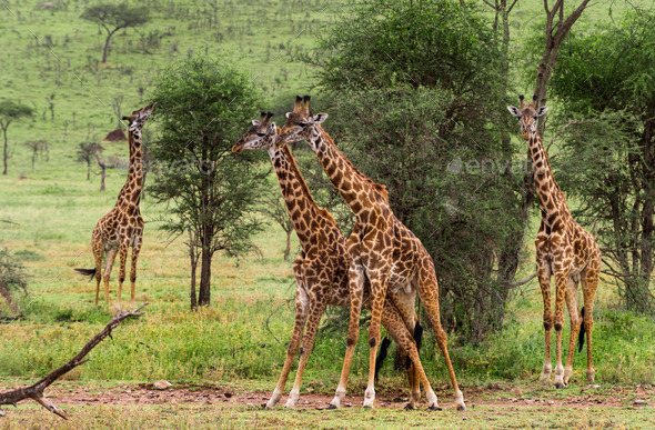 Herd of giraffe, Serengeti, Tanzania, Africa