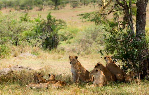 Pride of lions resting