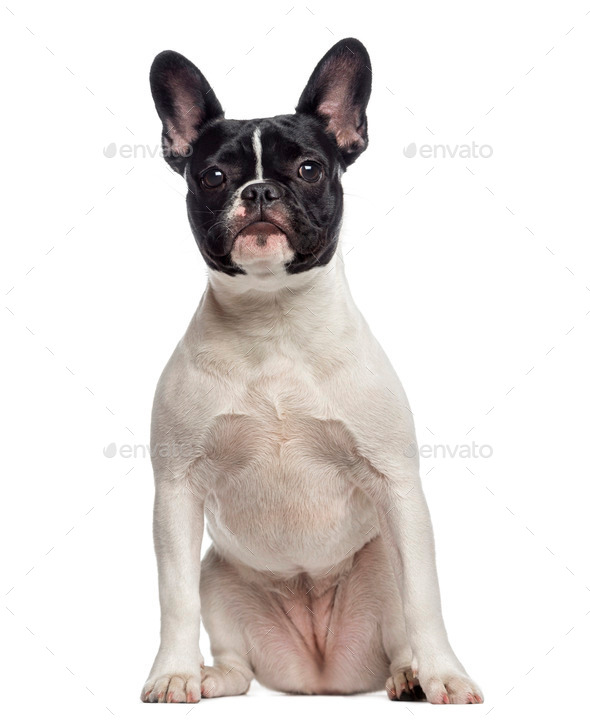 how big should a french bulldog be at 6 months