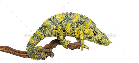 Meller's Chameleon on a branch - Trioceros melleri - isolated on white - Stock Photo - Images
