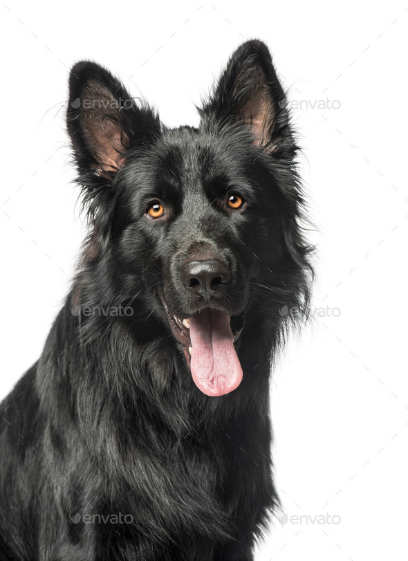 Mixed breed - Stock Photo - Images