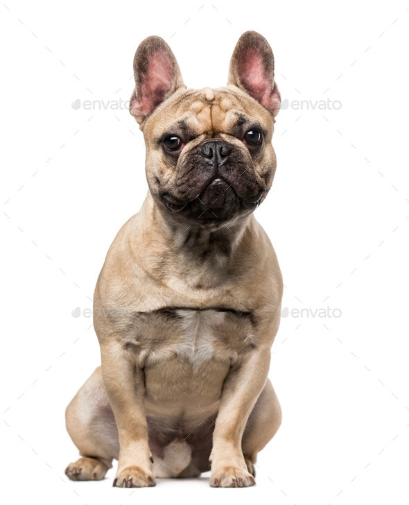 9 month hot sale old french bulldog