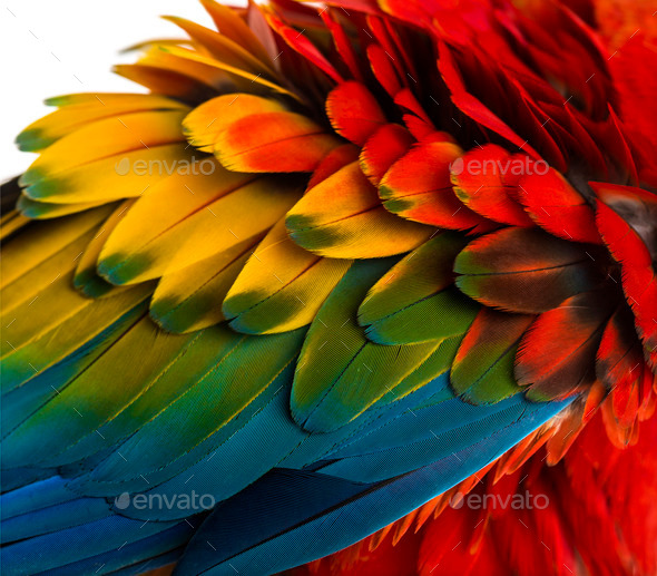 Close-up on a Scarlet Macaw feathers (4 years old) isolated on white Stock Photo by Lifeonwhite