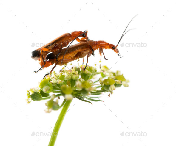 Common red soldier beetle, Rhagonycha fulva, mating on a flower in front of a white background - Stock Photo - Images