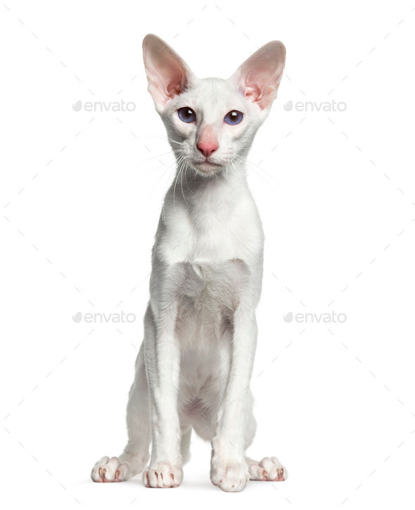 Oriental Shorthair Sitting Isolated On White 6 Months Old