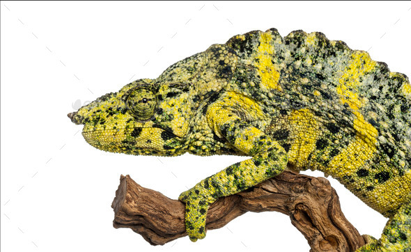 Meller's Chameleon on a branch - Trioceros melleri - isolated on white - Stock Photo - Images
