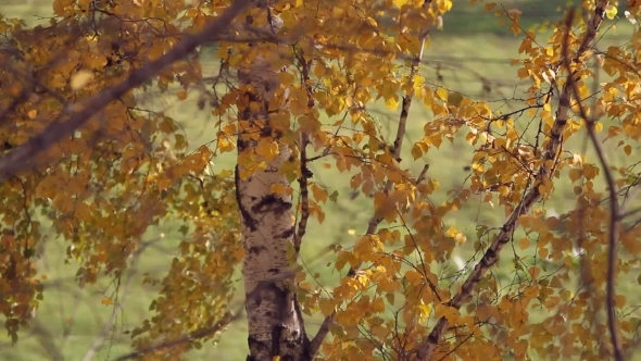 Branch With Yellow Leaves, Autumn Concept