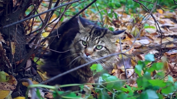 Big Maine Coon Cat Under The Tree In The Autumn