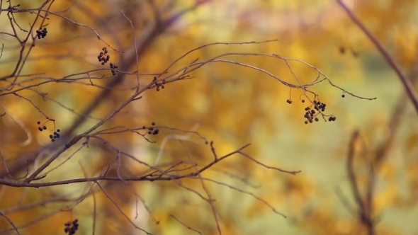 Branch With Yellow Leaves Autumn Concept