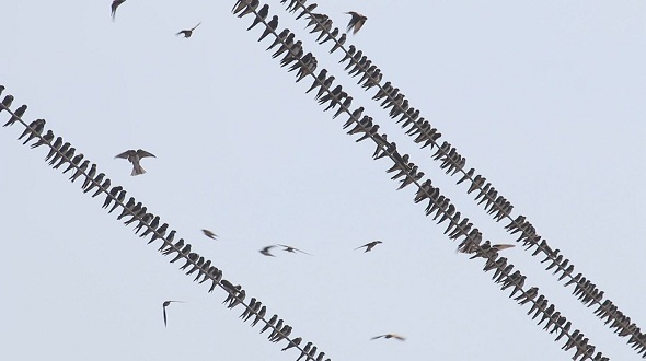 Swallows Fly and Sit on Electric Wires alt