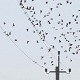 Swallows Fly and Sit on electric Wires 6 Swallows Fly and Sit on electric Wires 6 - VideoHive Item for Sale