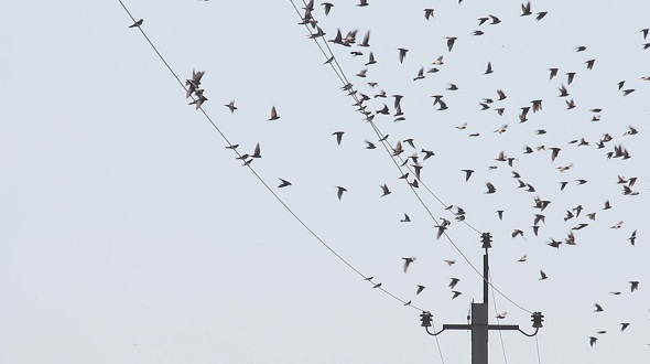 Swallows Fly and Sit on electric Wires 6 Swallows Fly and Sit on electric Wires 6