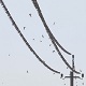 Swallows Fly and Sit on electric Wires 7 Swallows Fly and Sit on electric Wires 7 - VideoHive Item for Sale