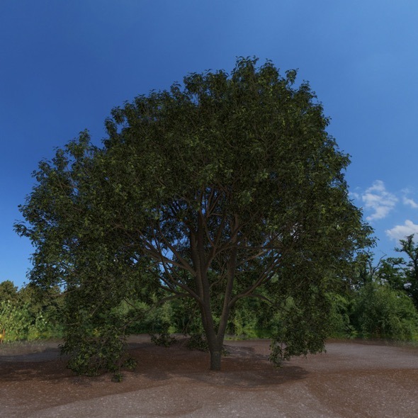 High detailed tree - 3Docean 12313697