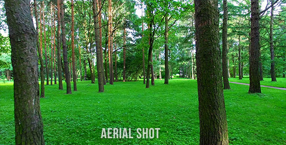 Flight Between Trees alt