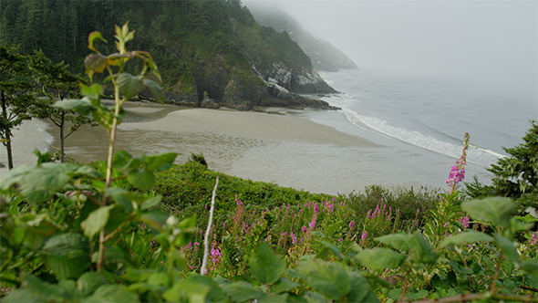 Oregon Coast Wildflowers