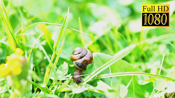 Slow Brown Snail Climbing Grass
