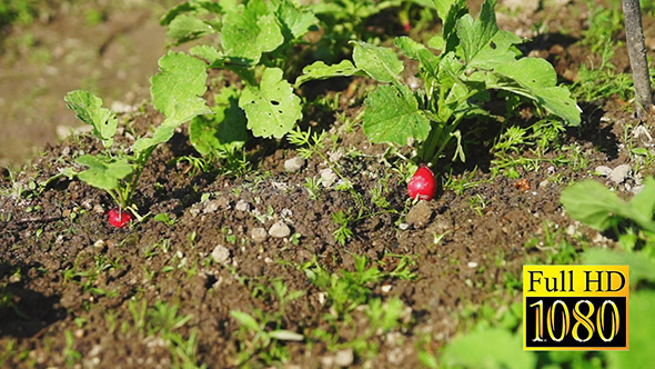 Planting Radishes In A Home Organic Garden