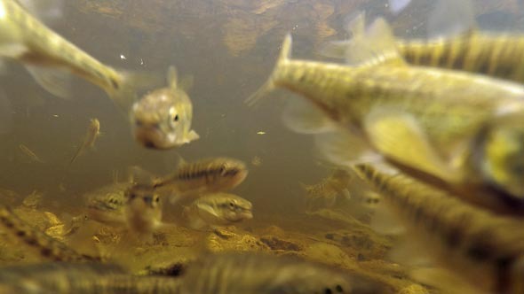 Fish Under Water Attack the Camera alt