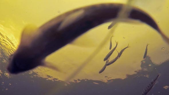 Underwater Video of Fish in the River alt